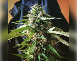 Amnesia Haze от Vision Seeds