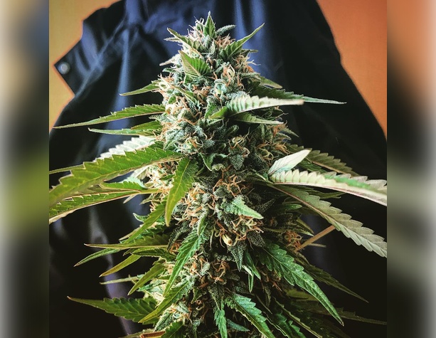 Amnesia Haze от Vision Seeds