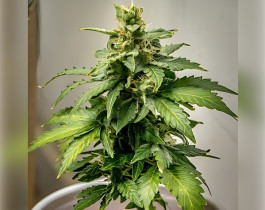 Amnesia XXL Auto