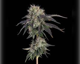 Arjan's Haze #1