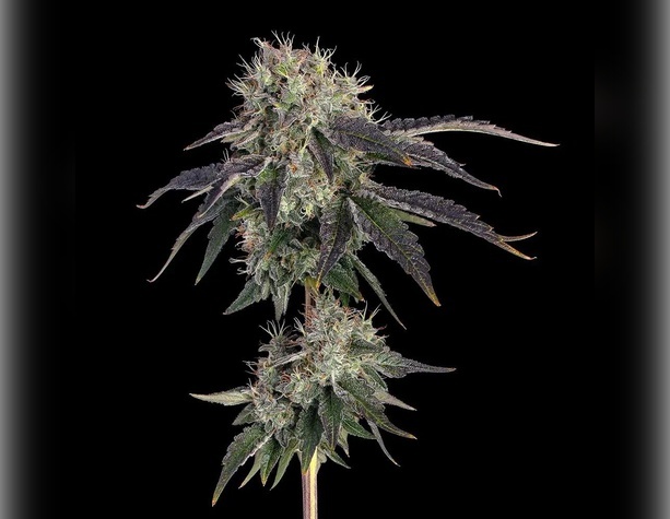 Arjan's Haze #1