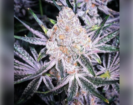 Auto Blue Pyramid