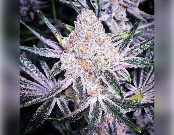 Auto Blue Pyramid