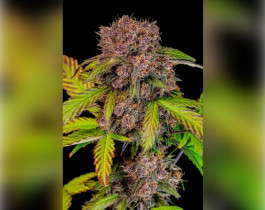 Blue Cheese от Dinafem Seeds