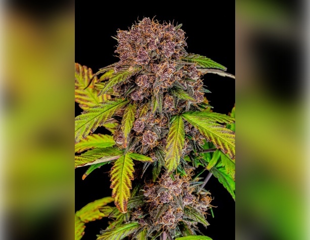Blue Cheese от Dinafem Seeds