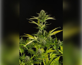 Blue Dream