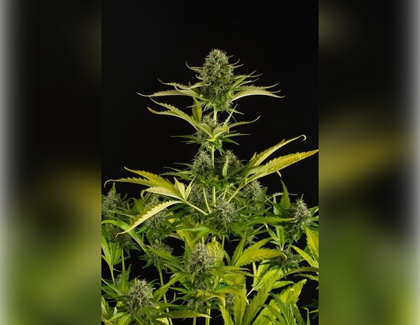 Blue Dream