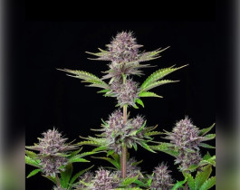 Blue Kush