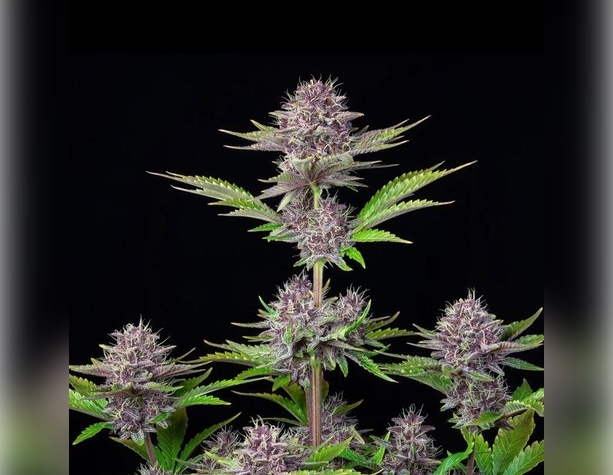 Blue Kush