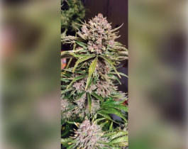 Blueberry от Dutch Passion