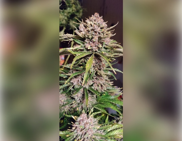 Blueberry от Dutch Passion
