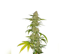 Bruce Banner