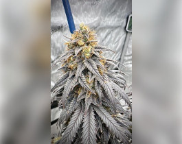Bubblelicious