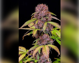 Buddha Purple Kush Auto