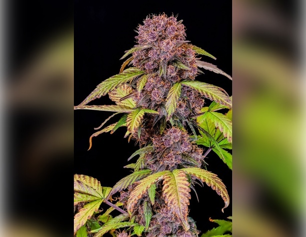 Buddha Purple Kush Auto