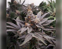 CBD Critical Mass
