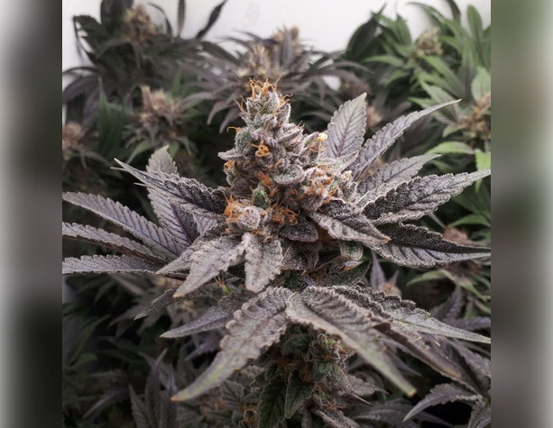CBD Critical Mass