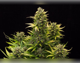Chemdawg