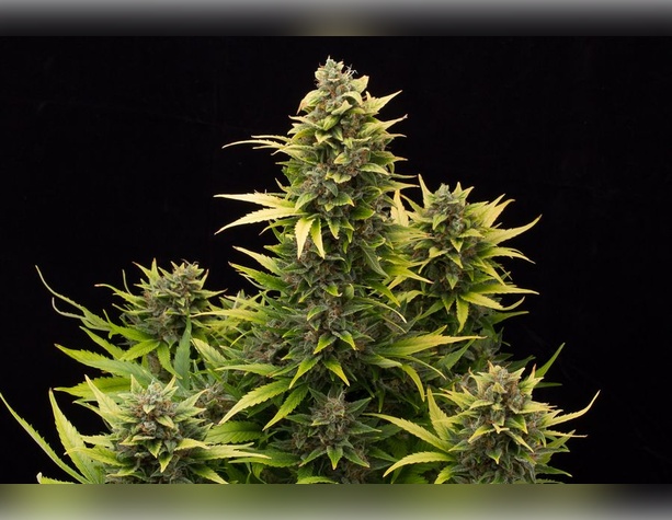 Chemdawg