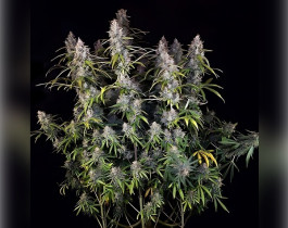 Critical+