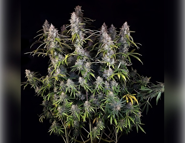 Critical+