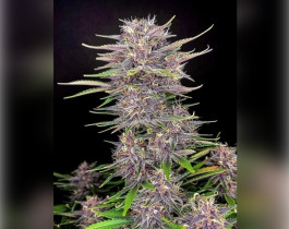 Critical Mass от Bulk Seed Bank
