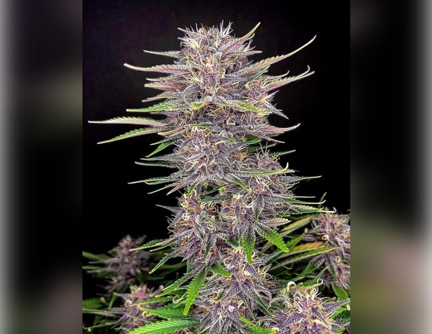 Critical Mass от Bulk Seed Bank