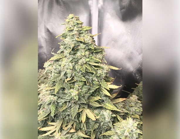 Critical Mass от Neuroseeds