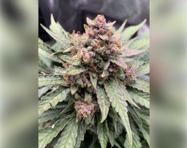 Critical Neville Haze