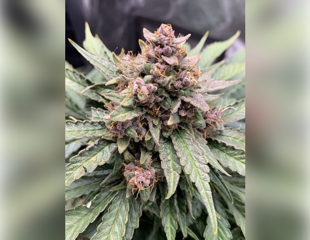 Critical Neville Haze