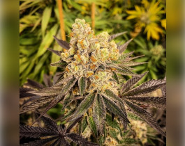 Critical Orange Punch