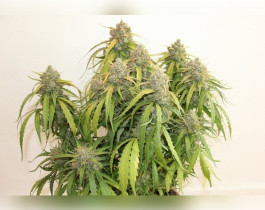 Deimos Auto