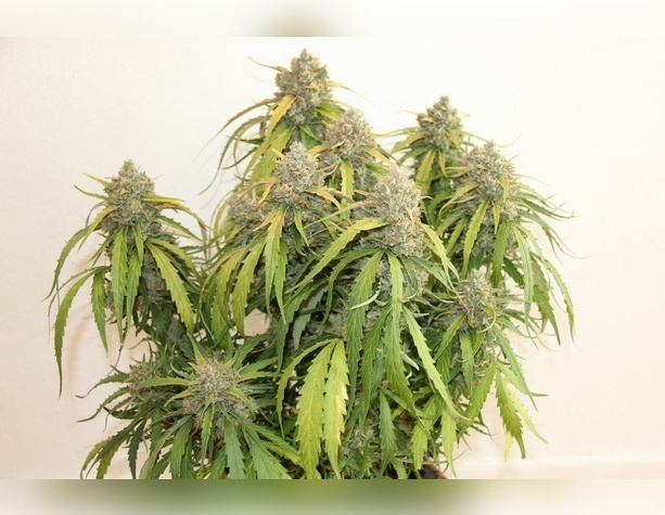 Deimos Auto