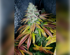 Diesel Glue