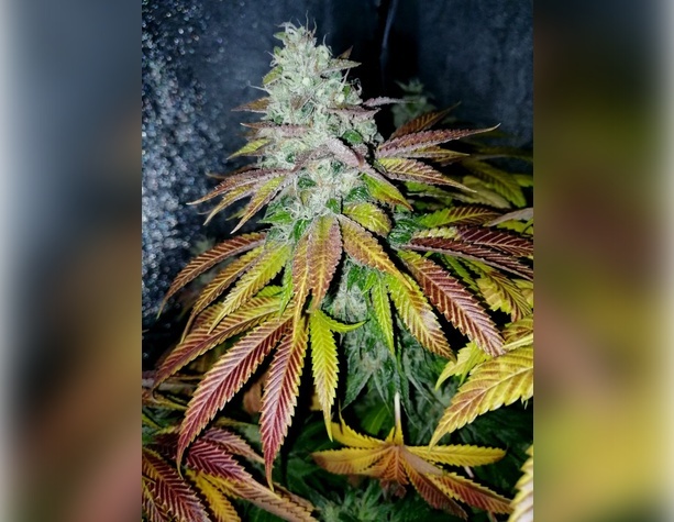 Diesel Glue