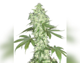 Doctor Jamaica
