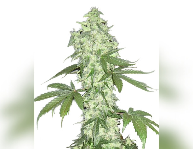 Doctor Jamaica