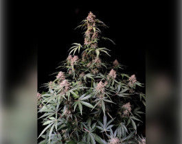 Exodus Cheese