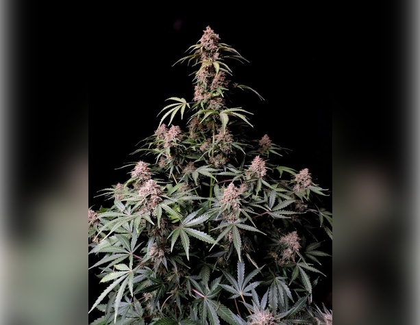 Exodus Cheese