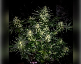 G13 Haze