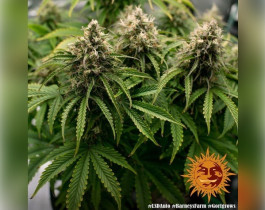 Gelato от Barneys Farm