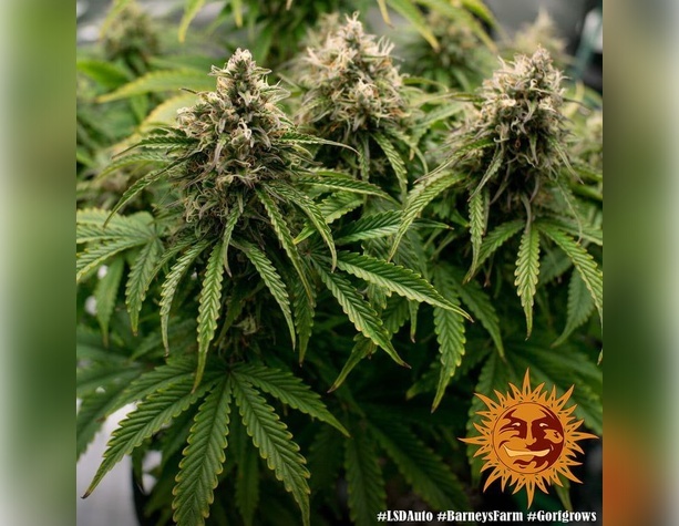 Gelato от Barneys Farm