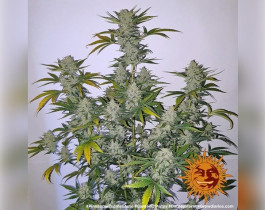 Girl Scout Cookies (GSC)
