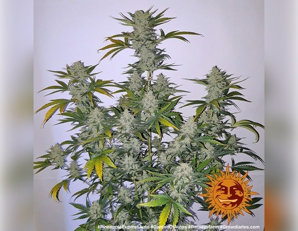 Girl Scout Cookies (GSC)