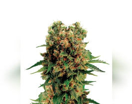 Girl Scout Cookies Auto