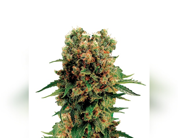 Girl Scout Cookies Auto