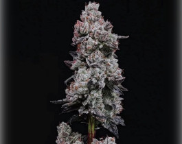 Gorilla Glue от Bulk Seed Bank