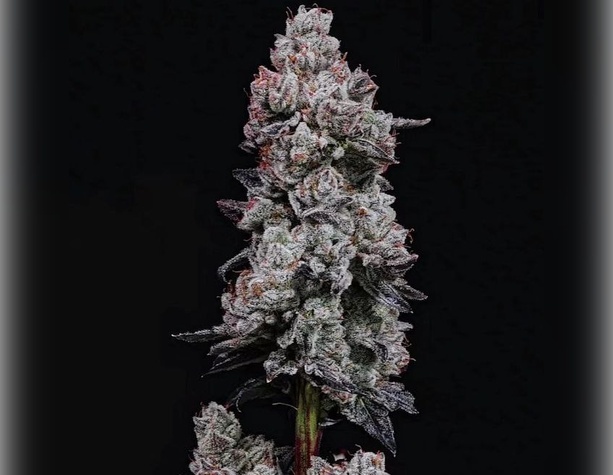 Gorilla Glue от Bulk Seed Bank