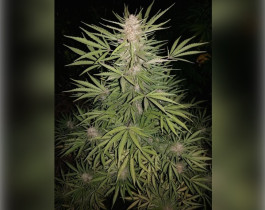 Gorilla Glue Auto от 420FastBuds