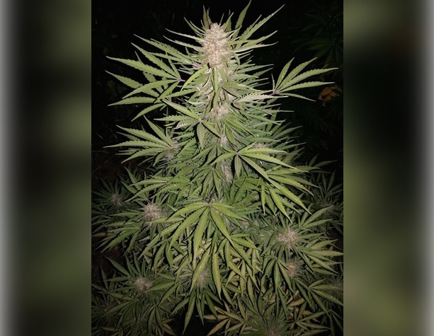 Gorilla Glue Auto от 420FastBuds